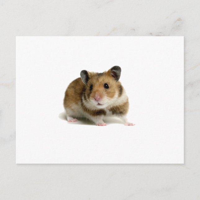 Postal Hamster (Anverso)