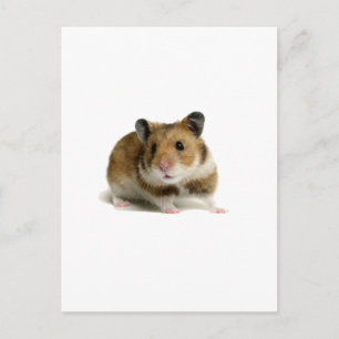 Postal Hamster