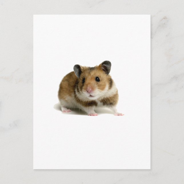 Postal Hamster (Anverso)
