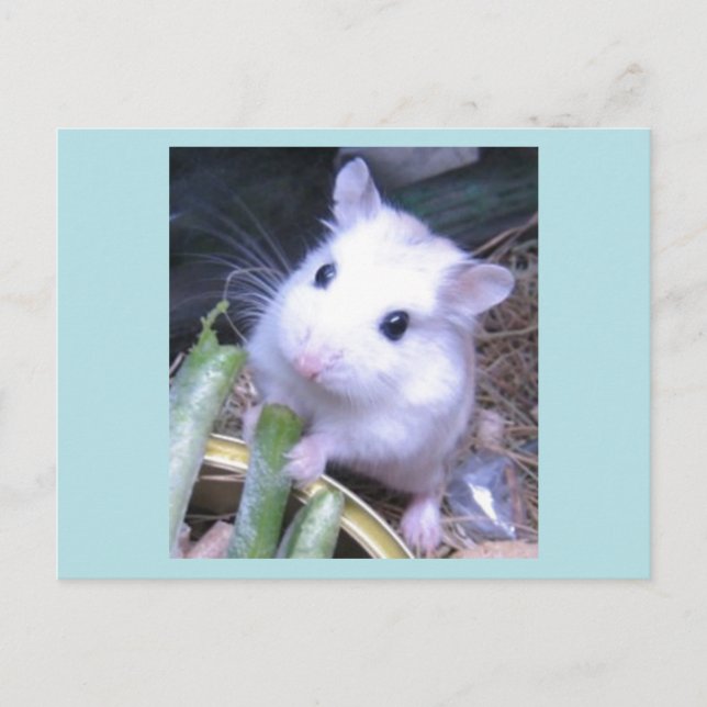 Postal Hamster blanco (Anverso)