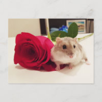 Hamster con un Rosa
