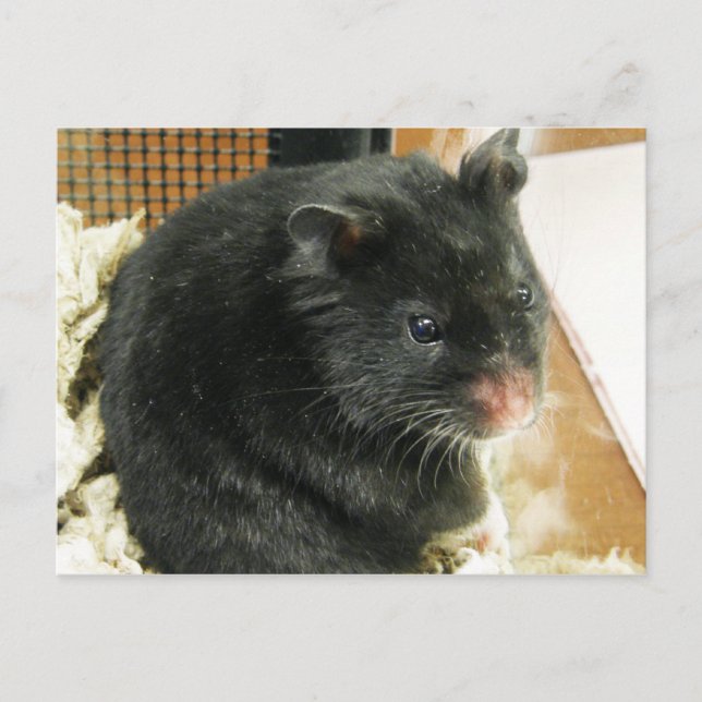 Postal Hamster negro (Anverso)