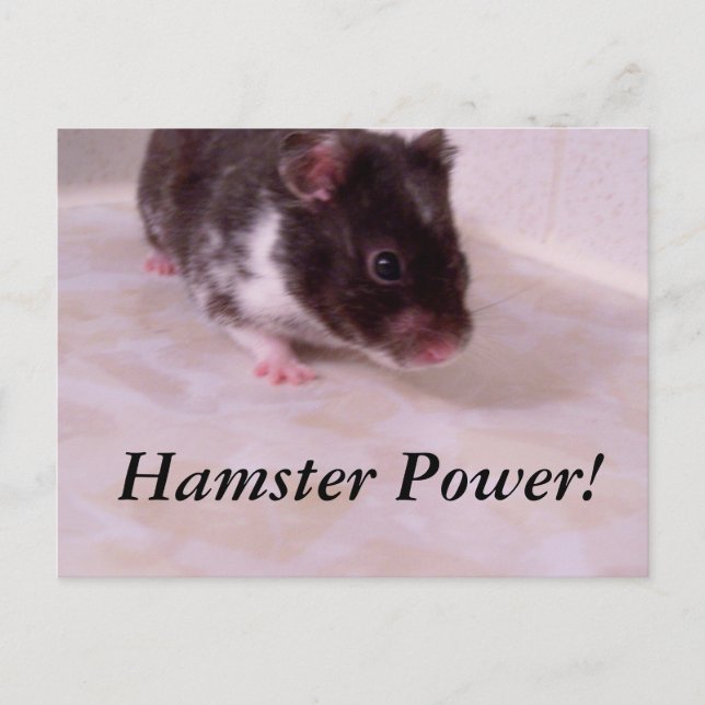 Postal Hamster power Noah, Hamster Power! (Anverso)