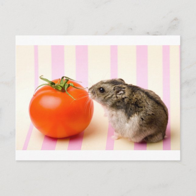 Postal Hamster y tomate (Anverso)