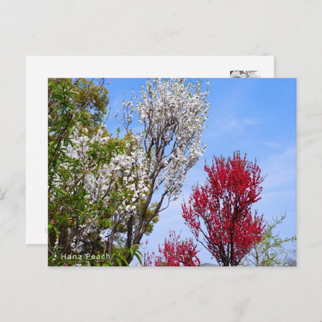 Postal Hana Peach (Anverso / Reverso)