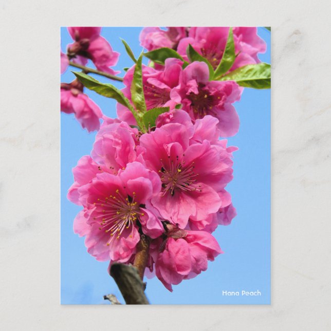 Postal Hana Peach [postal] (Anverso)