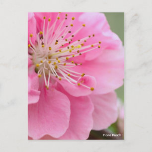 Postal Hana Peach [postal]
