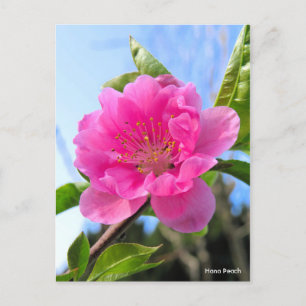Postal Hana Peach [postal]