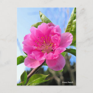 Postal Hana Peach [postal]