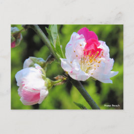 Postal Hana Peach [postal]