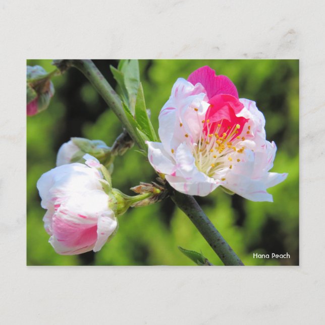 Postal Hana Peach [postal] (Anverso)