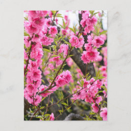 Postal Hana Peach [postal]