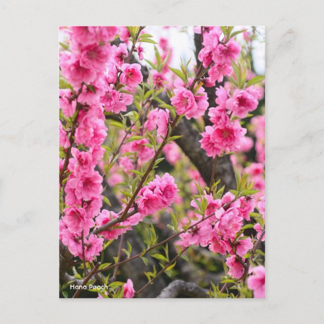 Postal Hana Peach [postal] (Anverso)