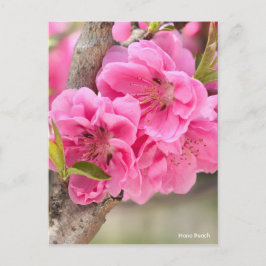 Postal Hana Peach [postal]