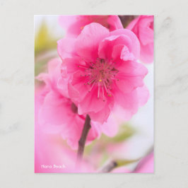 Postal Hana Peach [postal]