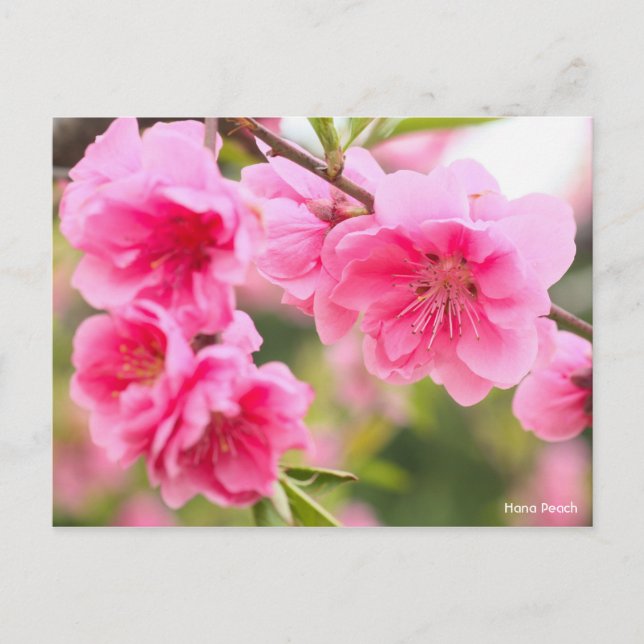 Postal Hana Peach [Postcard] (Anverso)