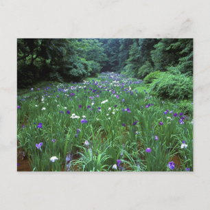 Postal Hana Shobu (Iris japonés de agua), santuario Meiji