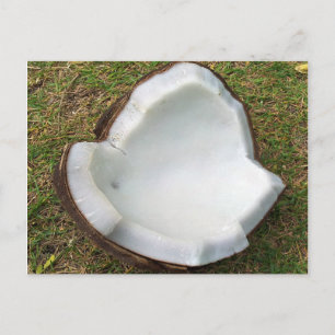 Postal Hanauma Bay Hawaii Coconut