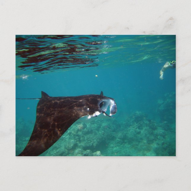 Postal Hanauma Bay Hawaii Manta Ray (Anverso)