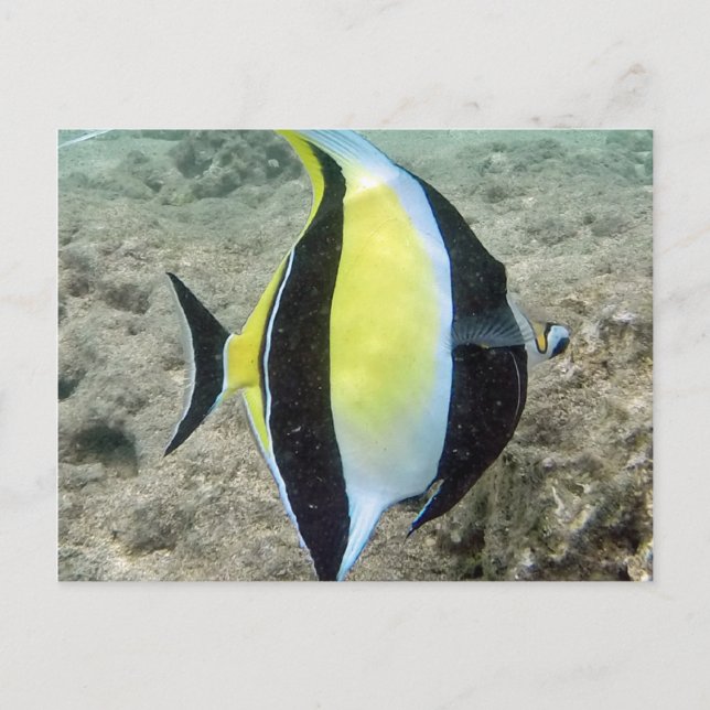 Postal Hanauma Bay Hawaii Moro Idol (Anverso)