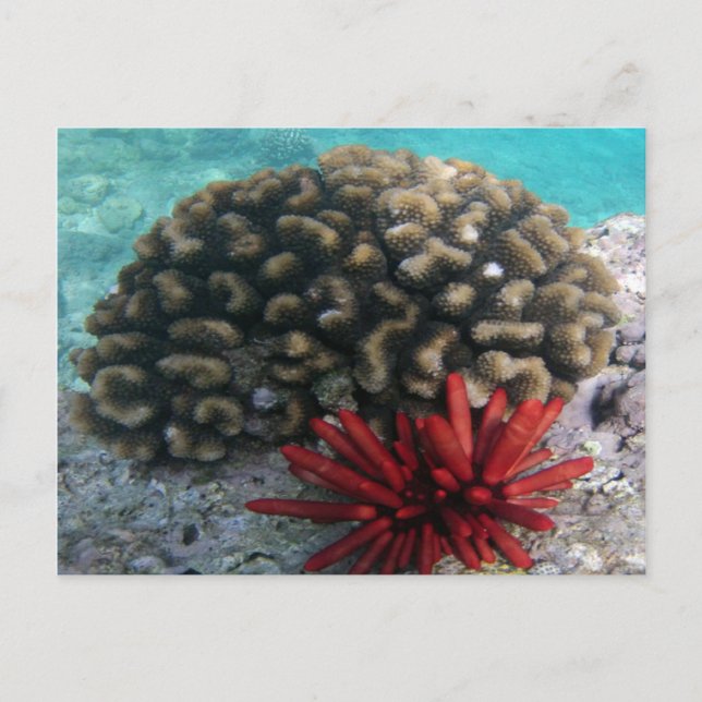 Postal HANAUMA BAY HAWAII - Pencil Slate Sea Urchin (Anverso)