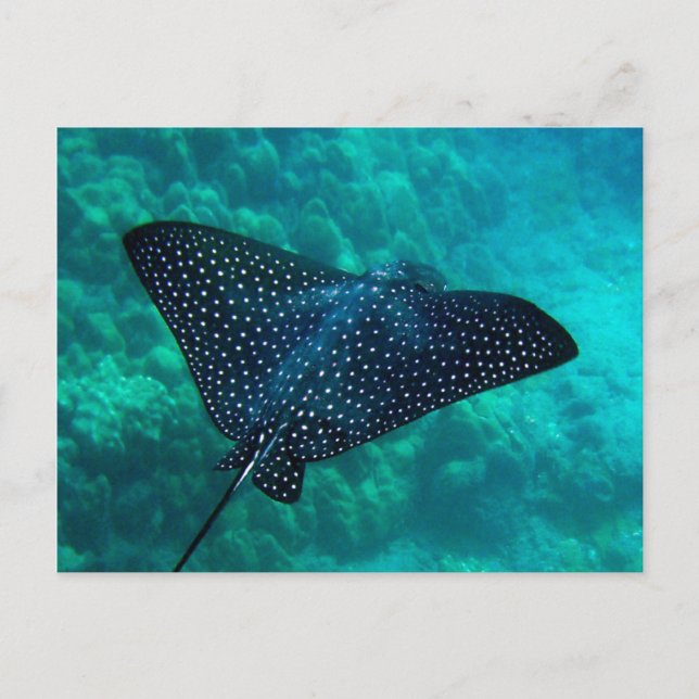 Postal Hanauma Bay Spots Eagle Ray (Anverso)