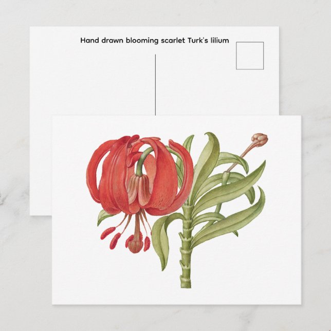Postal Hand drawn blooming scarlet Turk's   (Anverso / Reverso)