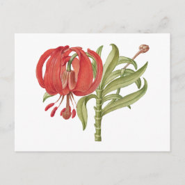 Postal Hand drawn blooming scarlet Turk's  