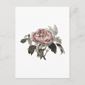 Postal Hand drawn pink cabbage rose