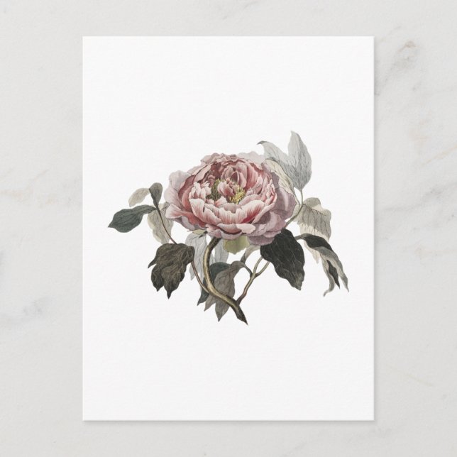 Postal Hand drawn pink cabbage rose (Anverso)
