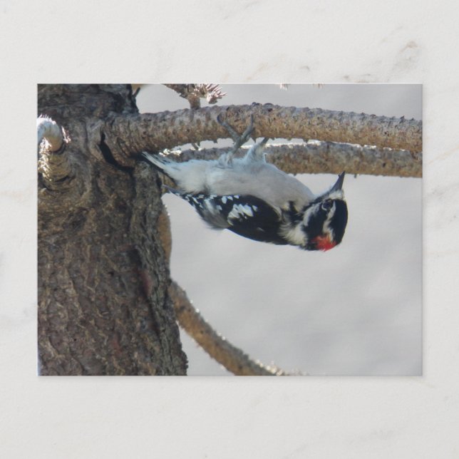 Postal Hangin Out by Leslie Peppers (Anverso)