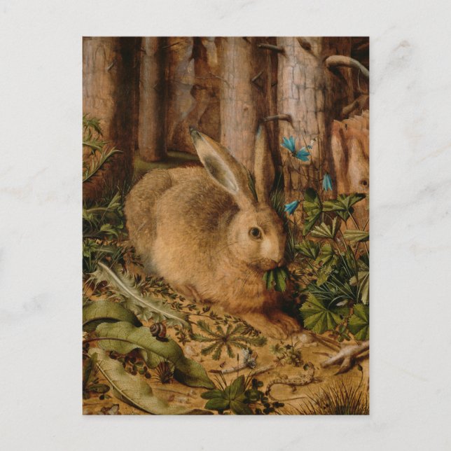 Postal Hans Hoffmann A Hare In The Forest (Anverso)