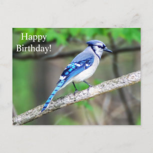 Postal Happy Birday Blue Jay Postcard
