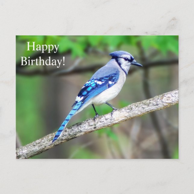 Postal Happy Birday Blue Jay Postcard (Anverso)