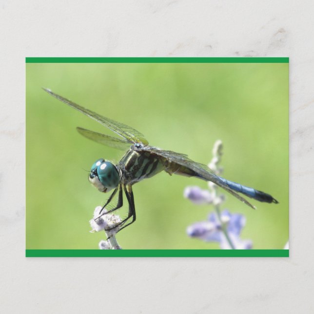 Postal Happy DragonFly (Anverso)