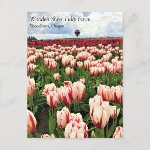 Postal Happy Generation Tulip Field, Oregon Postcard