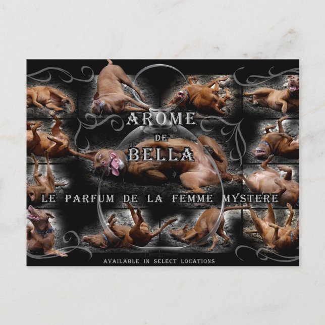 Postal Happy Goofy Chocolate Lab Pit Mix Dog Collage (Anverso)