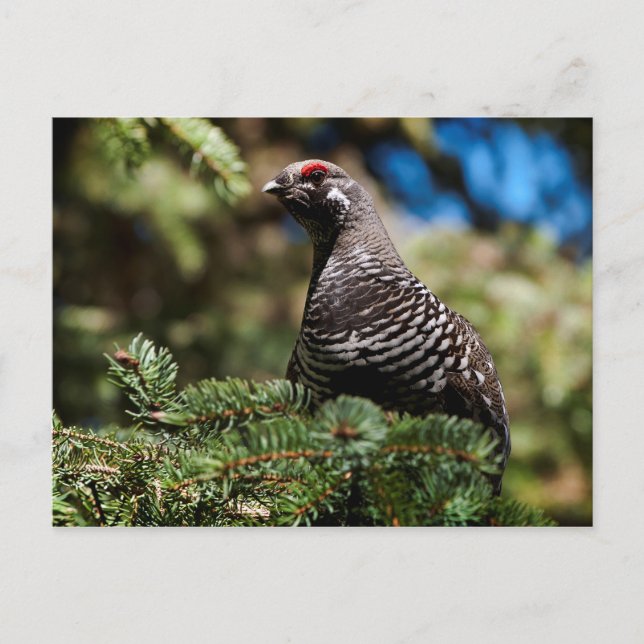Postal Happy Spruce Grouse (Anverso)