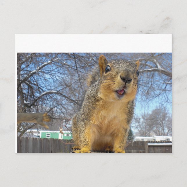 Postal Happy Squirell (Anverso)
