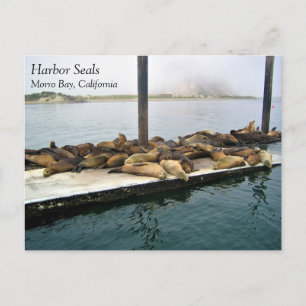 Postal Harbour Seals, Morro Bay, California