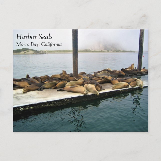 Postal Harbour Seals, Morro Bay, California (Anverso)