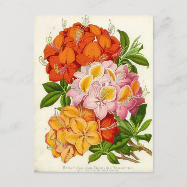 Postal Hardy Azaleas por Sir Joseph Paxton (Anverso)