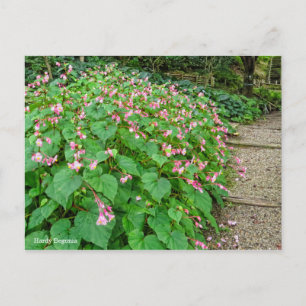 Postal Hardy Begonia [postal]