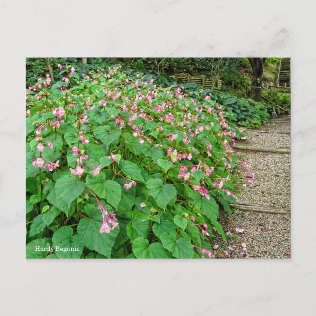 Postal Hardy Begonia [postal] (Anverso)