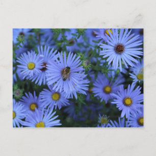 Postal Hardy Blue Aster # 2