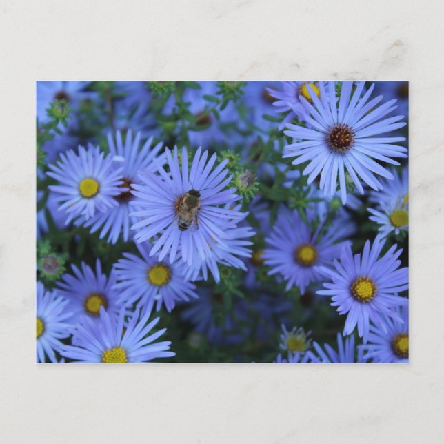 Postal Hardy Blue Aster # 2 (Anverso)