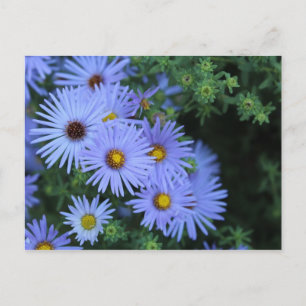 Postal Hardy Blue Aster # 3