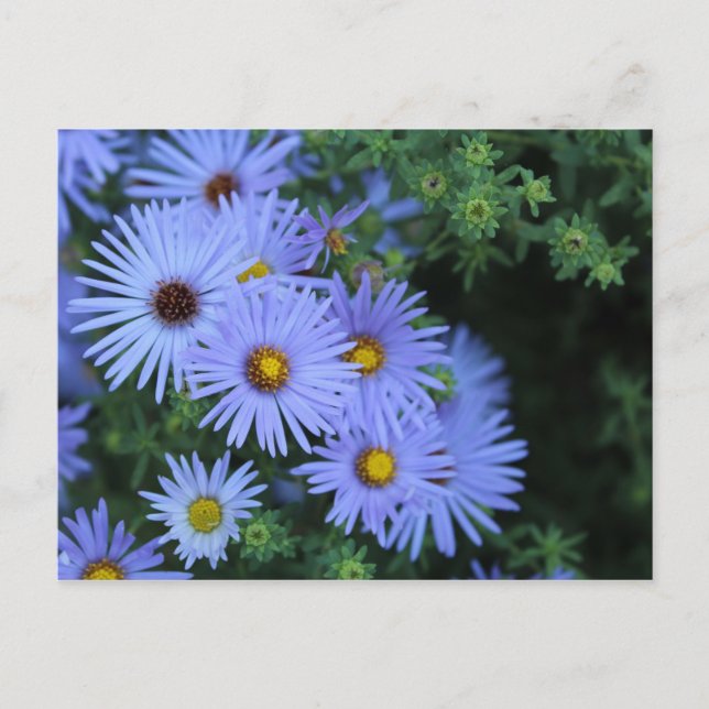 Postal Hardy Blue Aster # 3 (Anverso)