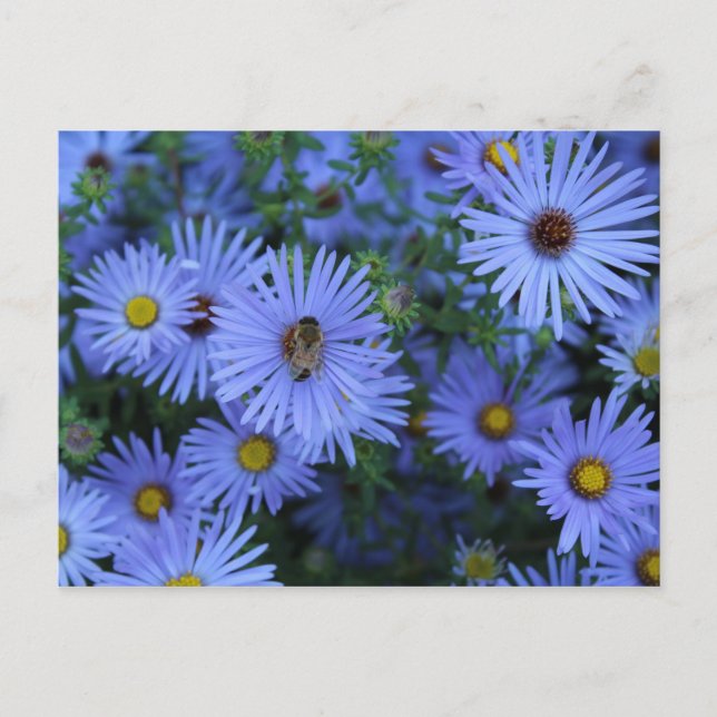 Postal Hardy Blue Aster # 5 (Anverso)