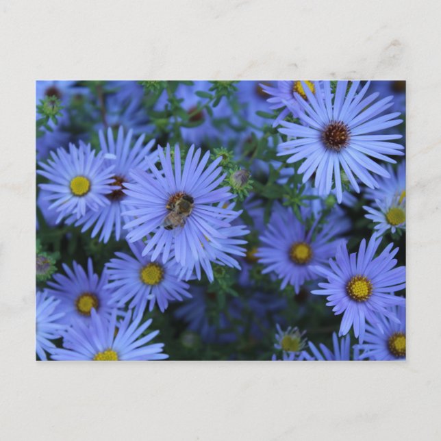Postal Hardy Blue Aster # 6 (Anverso)
